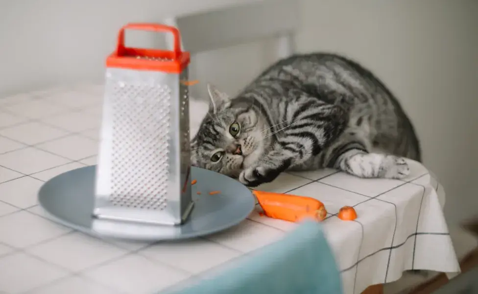 Además, su textura puede ayudar a limpiar los dientes de los gatos, contribuyendo a la salud dental.