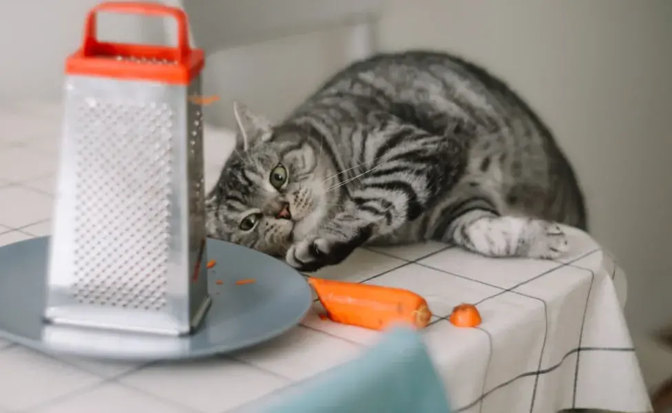 En estos casos, su sabor intenso puede ser un aliado para animar al gato a comer