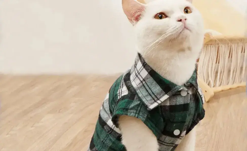 Para un toque más informal, las camisetas y vestidos para mascotas son perfectos.