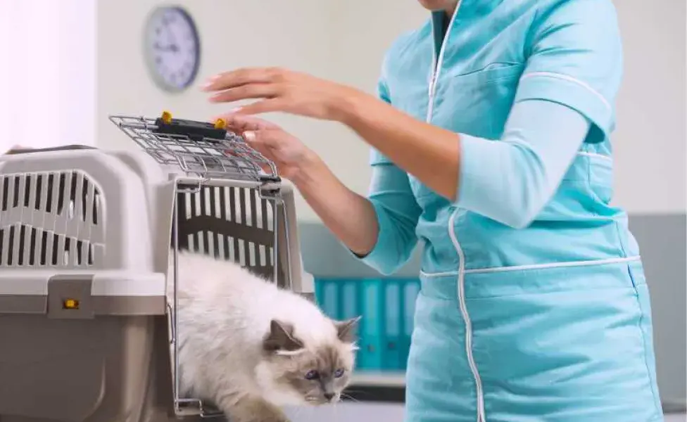 gato con el veterinario. Foto: Envato/stockasso