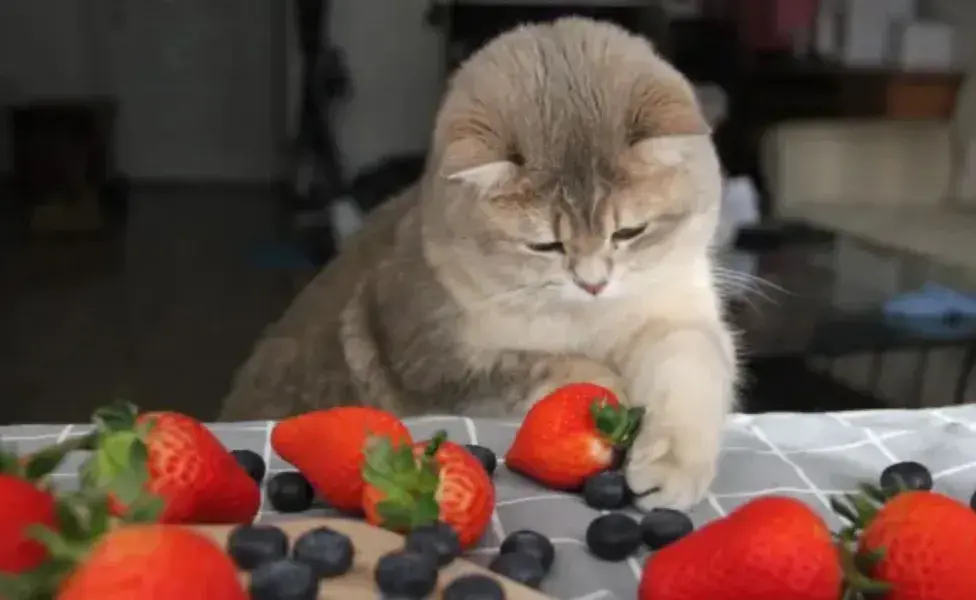 Las fresas están llenas de antioxidantes, vitaminas y fibra.