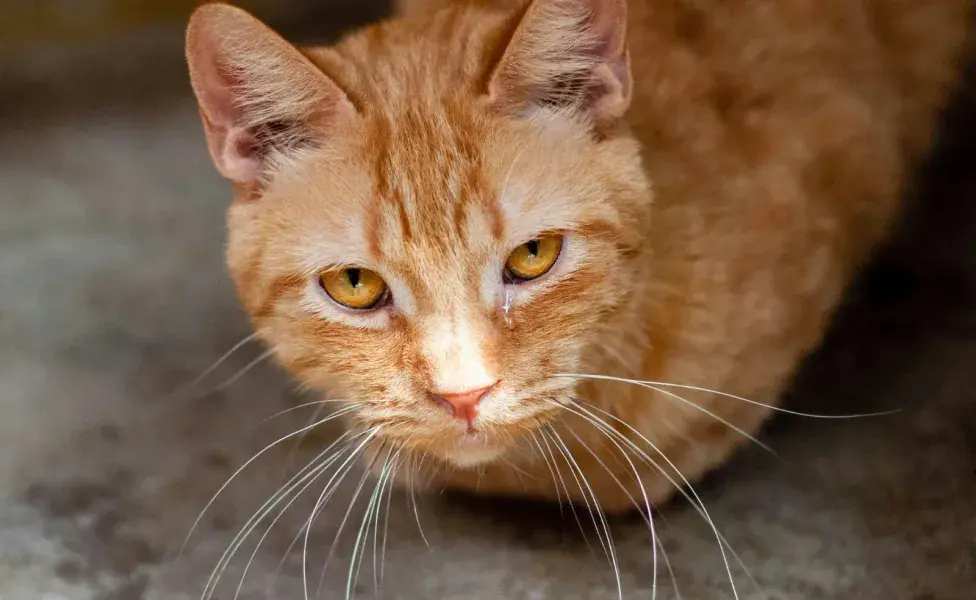 La leucemia detectada a tiempo puede mejorar la vida de tu gato.