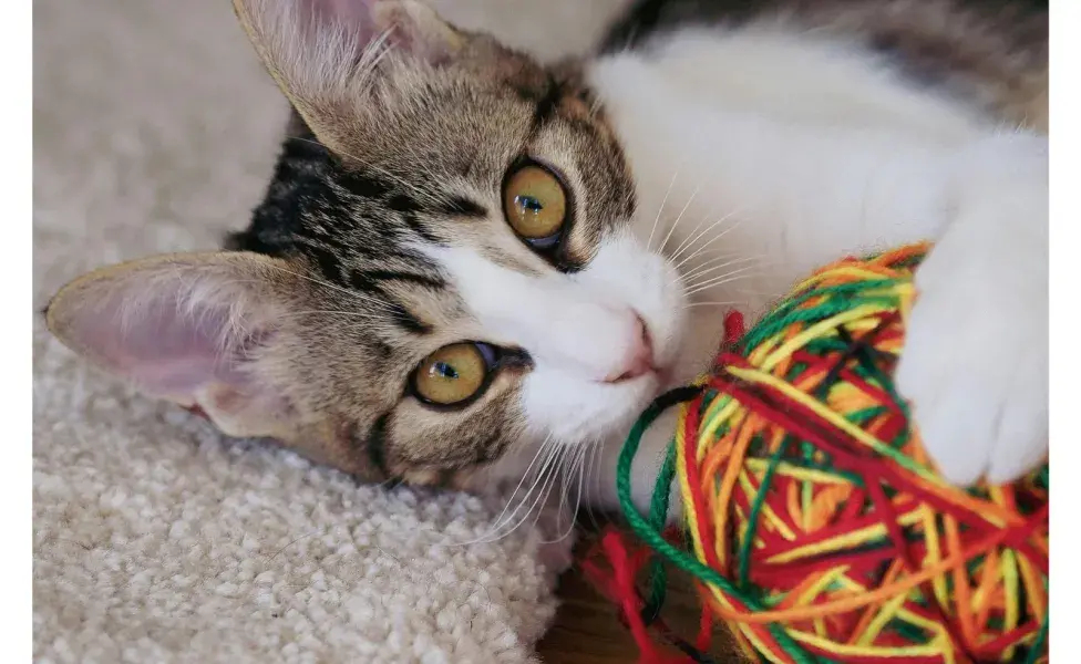 Darle una pelota a tu gato hará que se aburra menos.