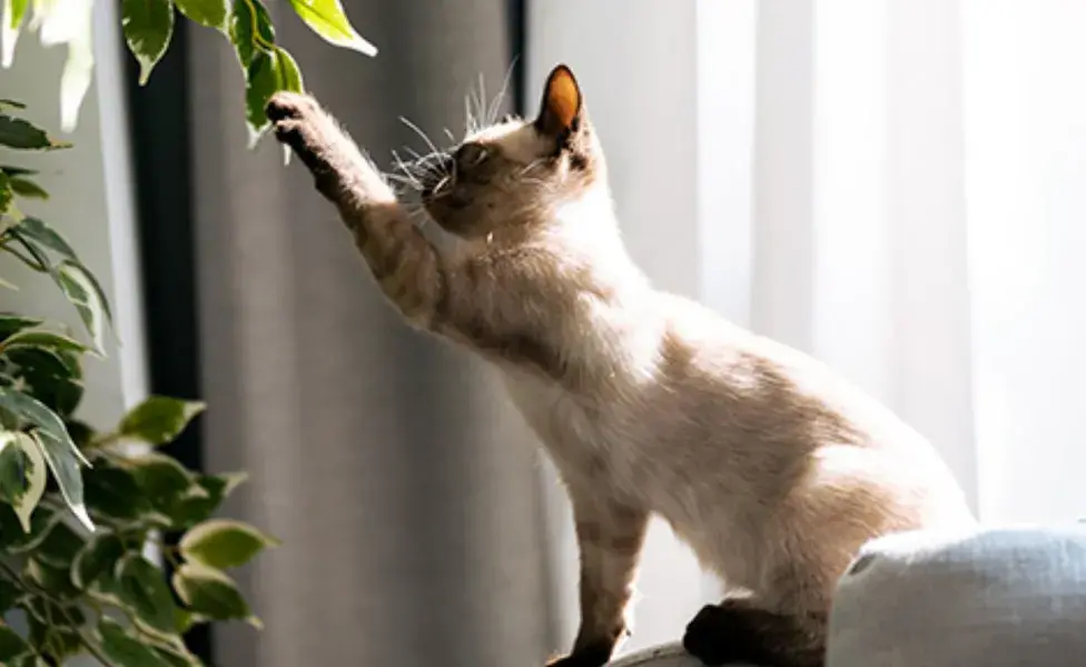 Los hogares están llenos de peligros potenciales para los gatos curiosos.