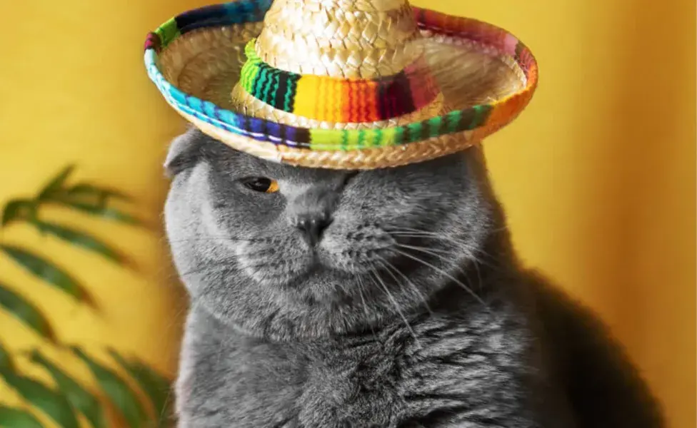 Los sombreros mexicanos miniatura son una opción popular para los perros y gatos que prefieren menos vestimenta