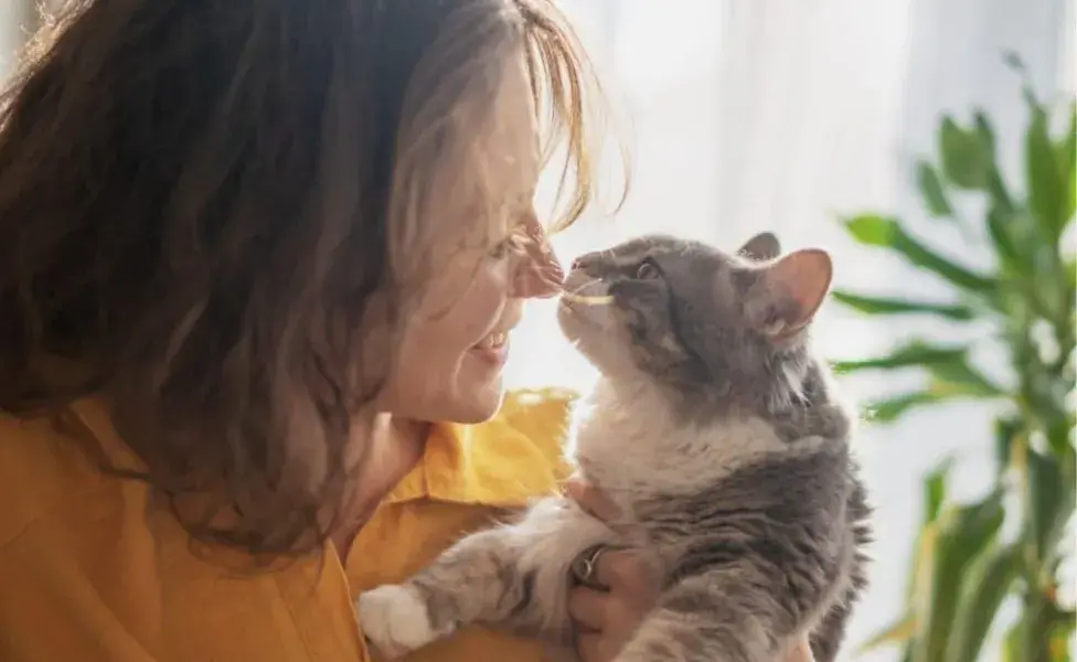  Los felinos cuentan con glándulas en la piel que liberan feromonas