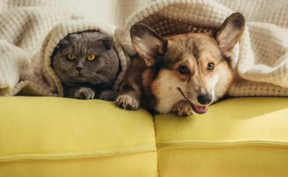 Gato conviviendo con perro. Foto: Envato/ LightFieldStudios