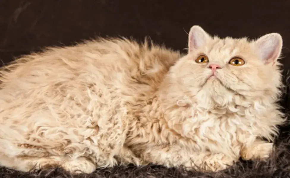 Los Selkirk Rex son una raza de gatos que destacan por su singular pelaje rizado.