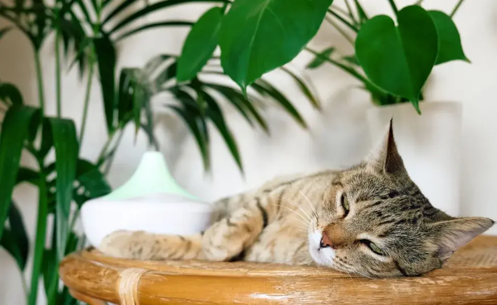 Los gatos mayores tienden a volverse menos activos. 