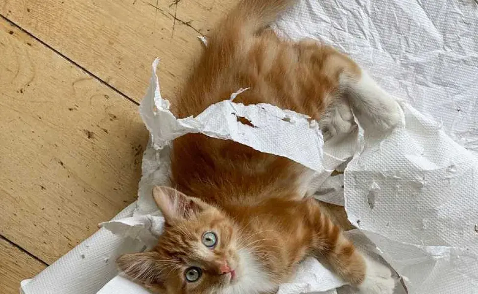 gato destruyendo papel de baño. Foto: Envato/ Lifeonwhite