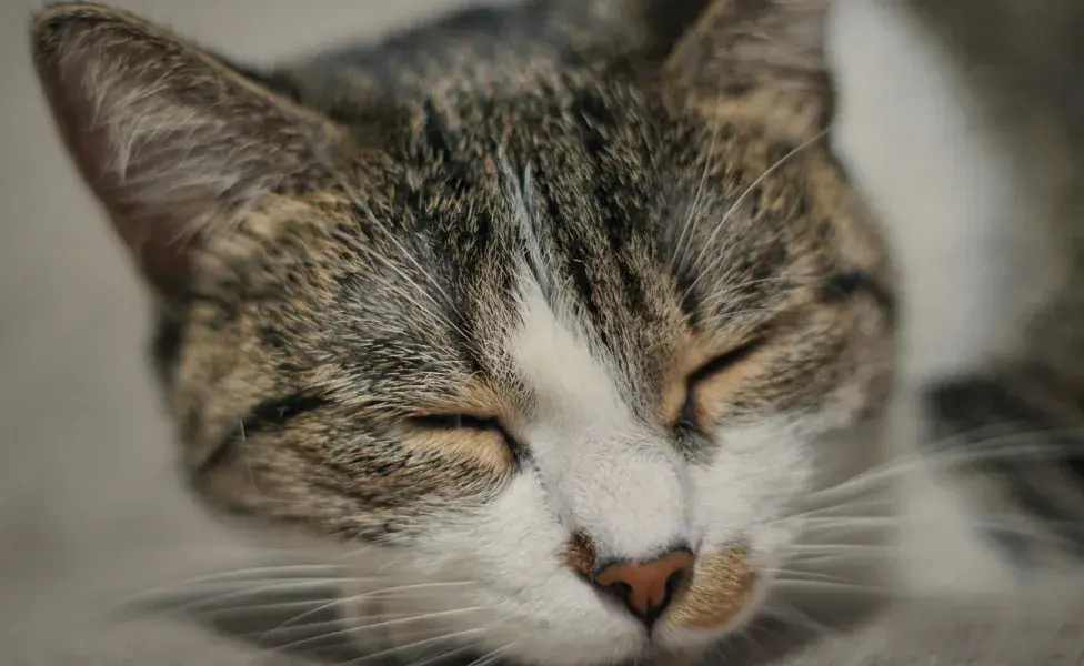 La presencia de bolas de pelo le pueden ocasionar gastritis a tu gato.