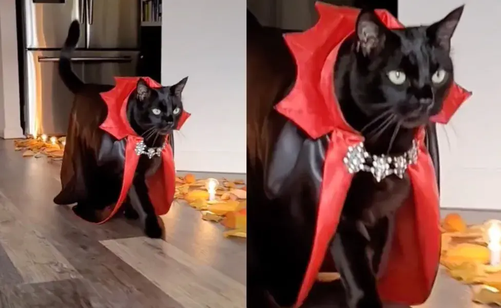 Disfraz rápido para tu gato en Halloween.