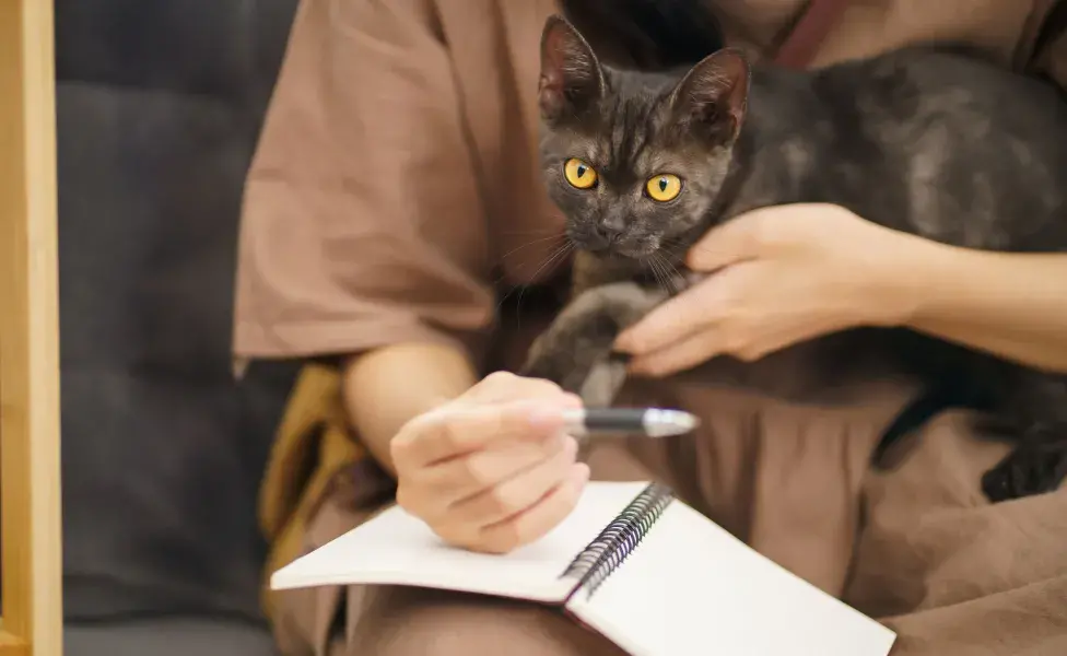 Si una persona es relajada y afectuosa, es más probable que su gato se sienta seguro y tranquilo