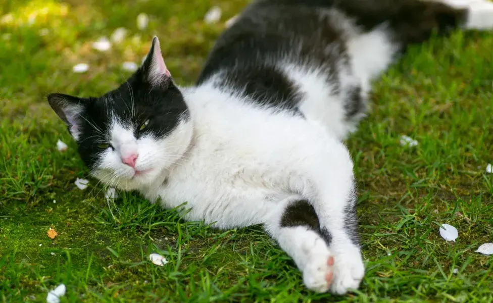 La dieta es muy importante para darle una mejor vida a tu gato.