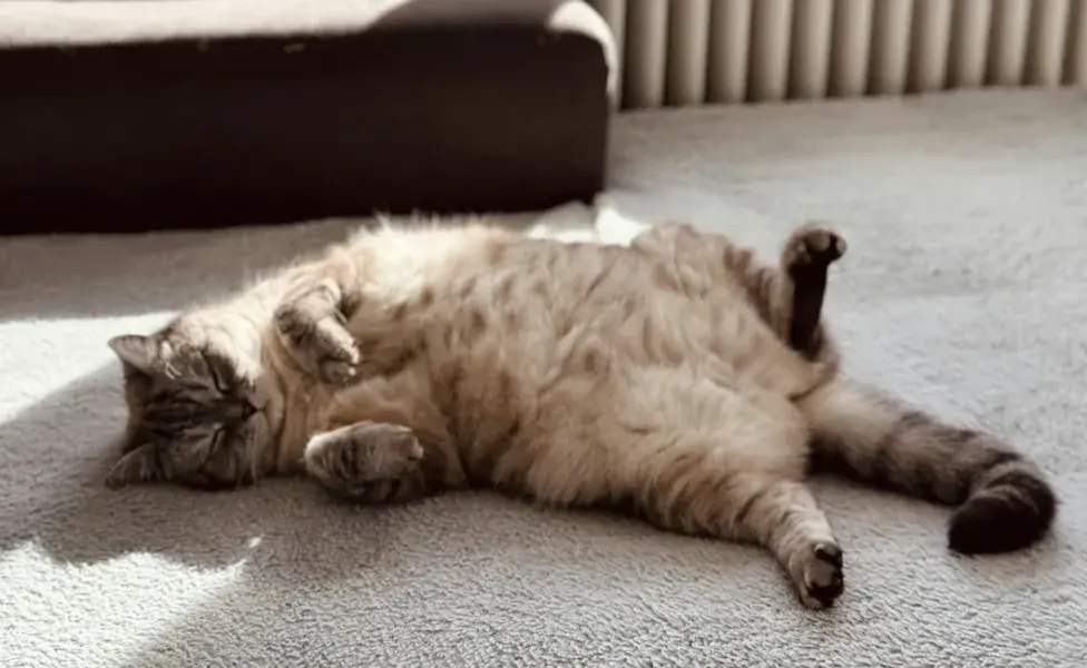 Gato acostado en el piso de alfombra. Foto:Pexels/Nadin