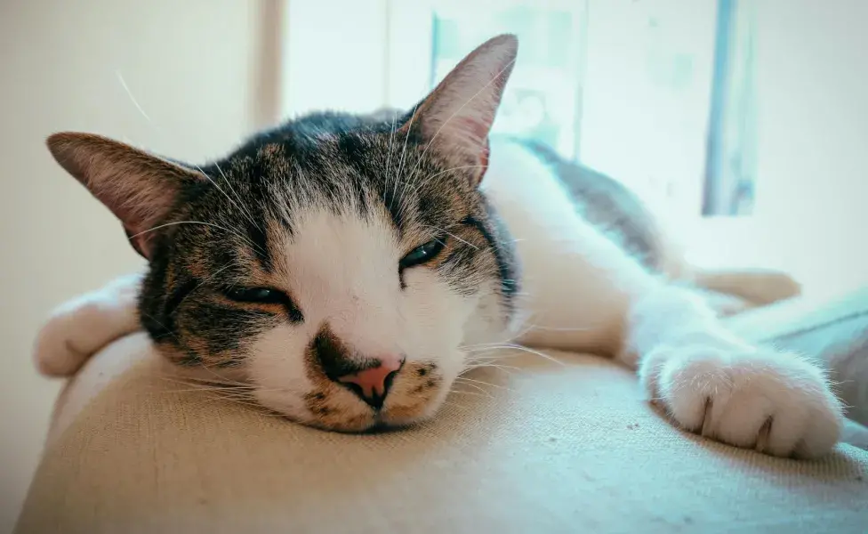 Un gato relajado te dará el beso de gato.