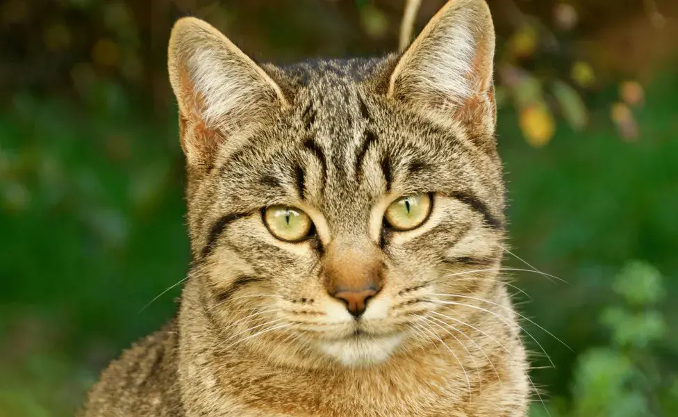 Si tu gato deja de comer después de haberlo desparasitado, es normal.