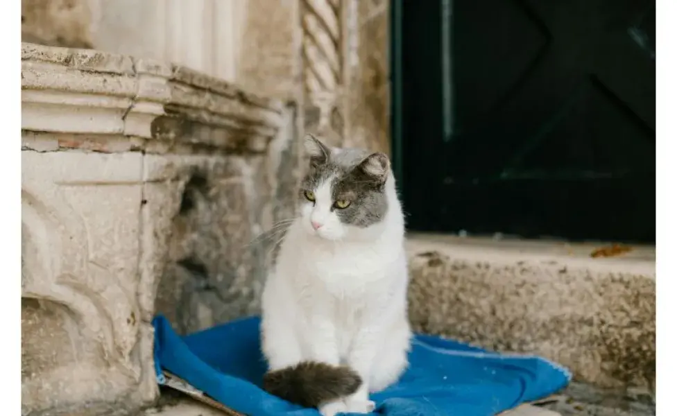 Gato sobre una manta azul. Foto: Pexels/ Julia Volk