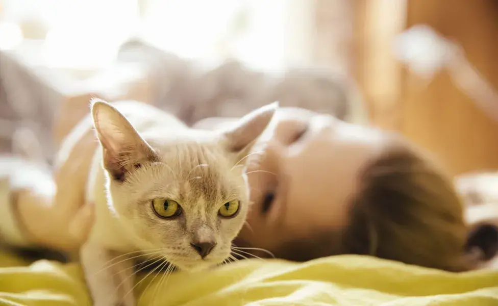 Los gatos pueden crear vínculos con varias personas a la vez.