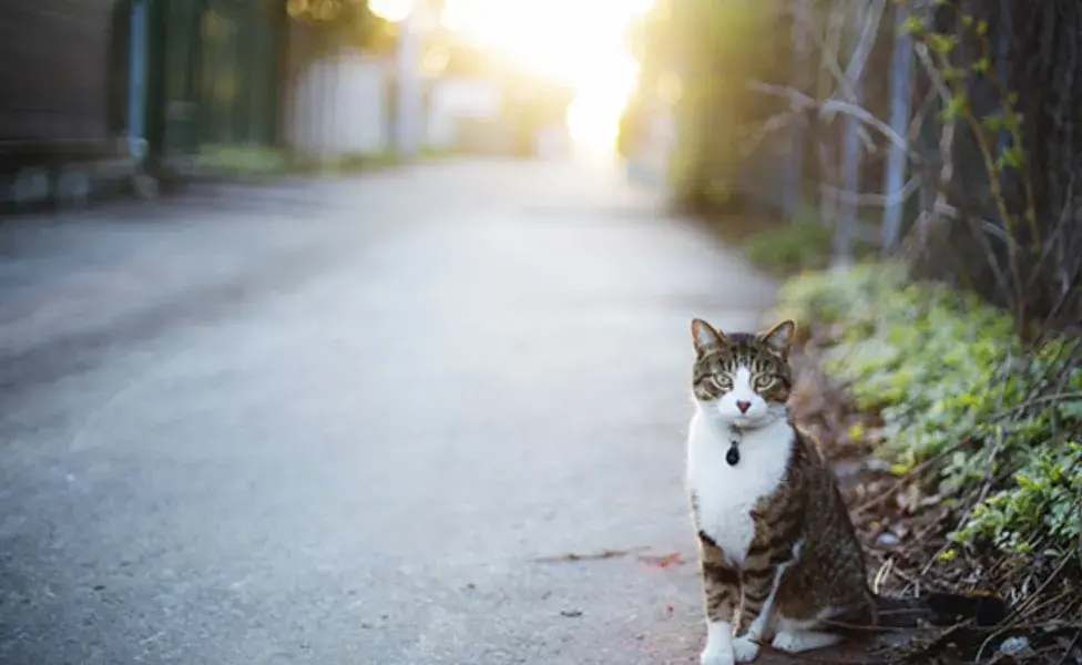 Es importante distinguir si el gato que encontraste es un gato callejero o uno que está perdido.