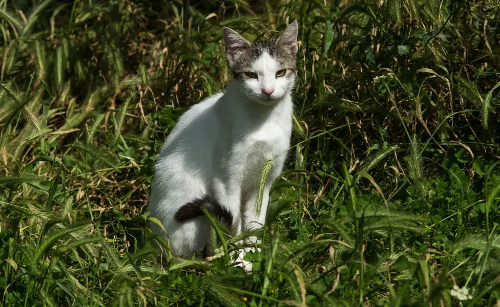 La comida afecta el color y olor de la orina de tu gato.