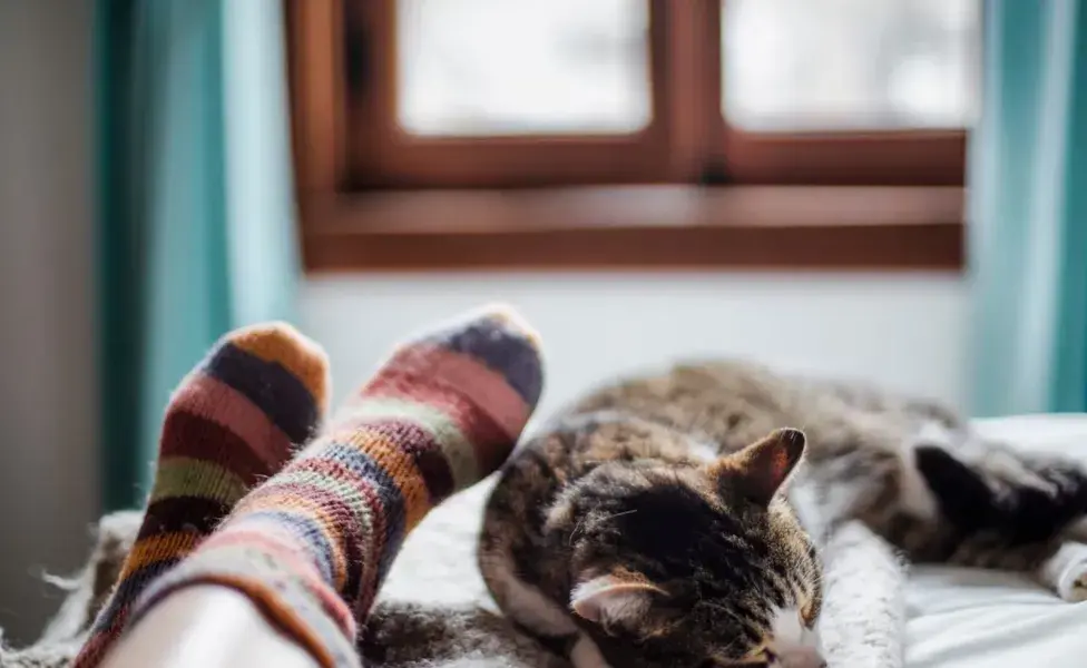 Tener a tu gato cerca puede ofrecer una gran sensación de confort y seguridad.