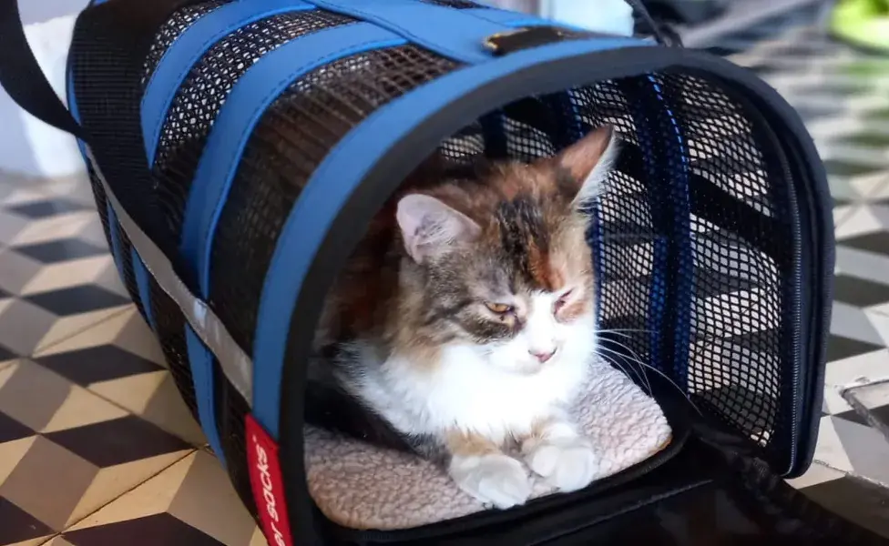 Busca bolsos con buena ventilación y un interior cómodo.