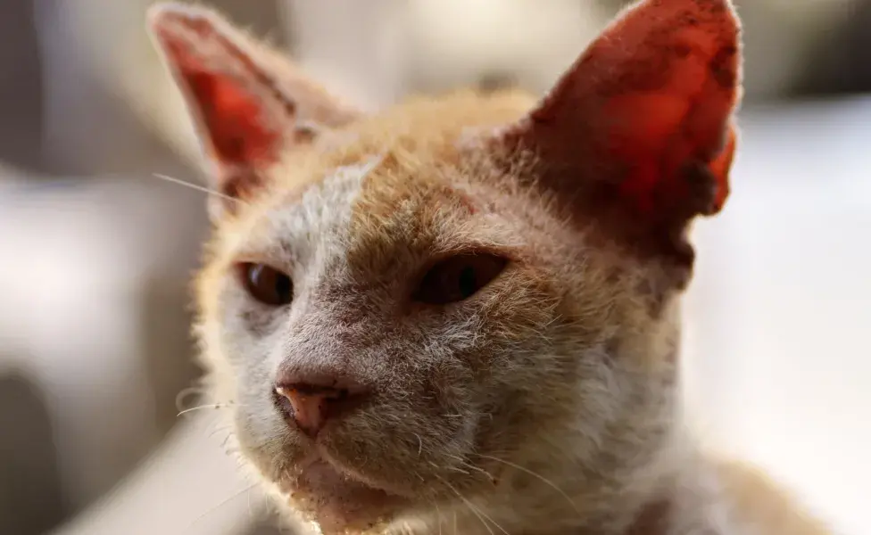 aplicar regraCómo saber si tu gato tiene piojos gato-enfermo-cara