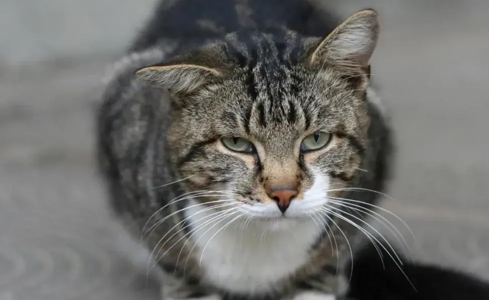 Los parásitos pueden afectar el sistema digestivo del gato