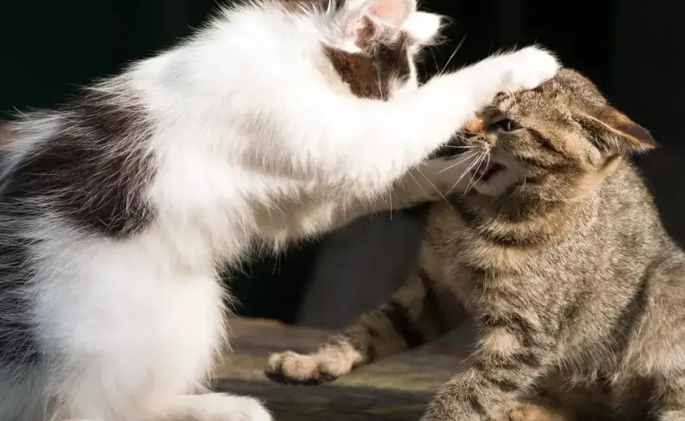  los gatos son conocidos por ser animales independientes