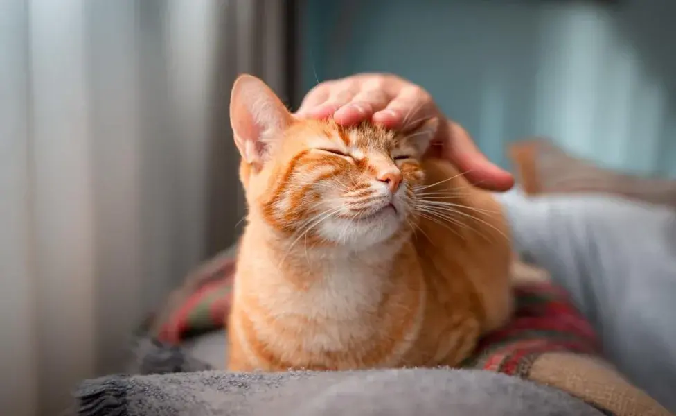 Es crucial observar cualquier cambio en el comportamiento o la apariencia del gato