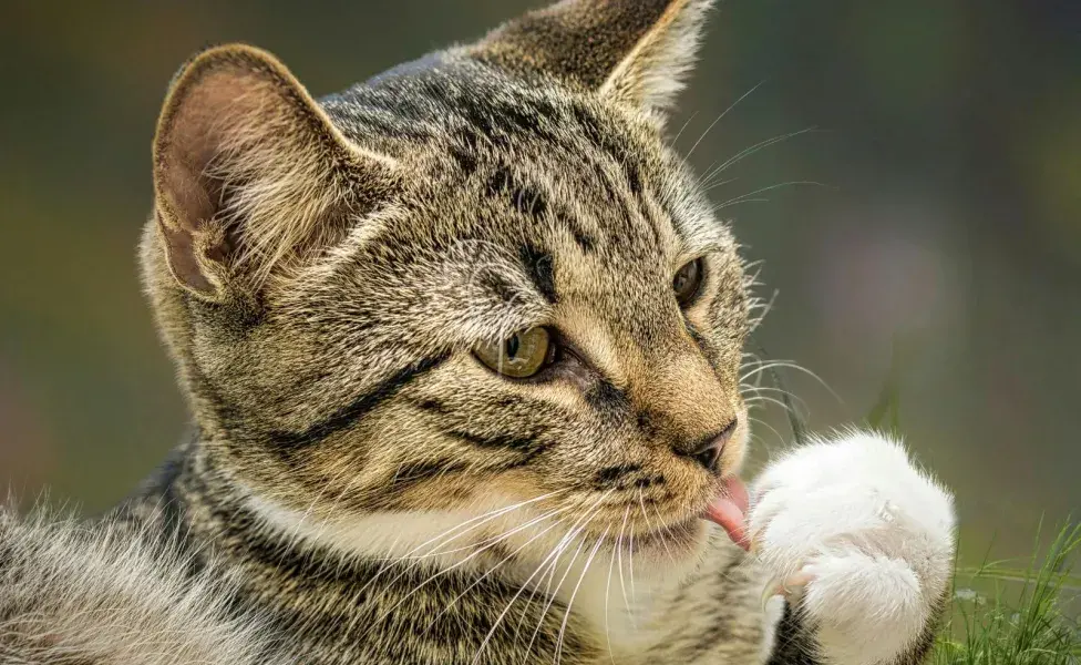 Un gato relajado te lo demostrará con ronroneo.