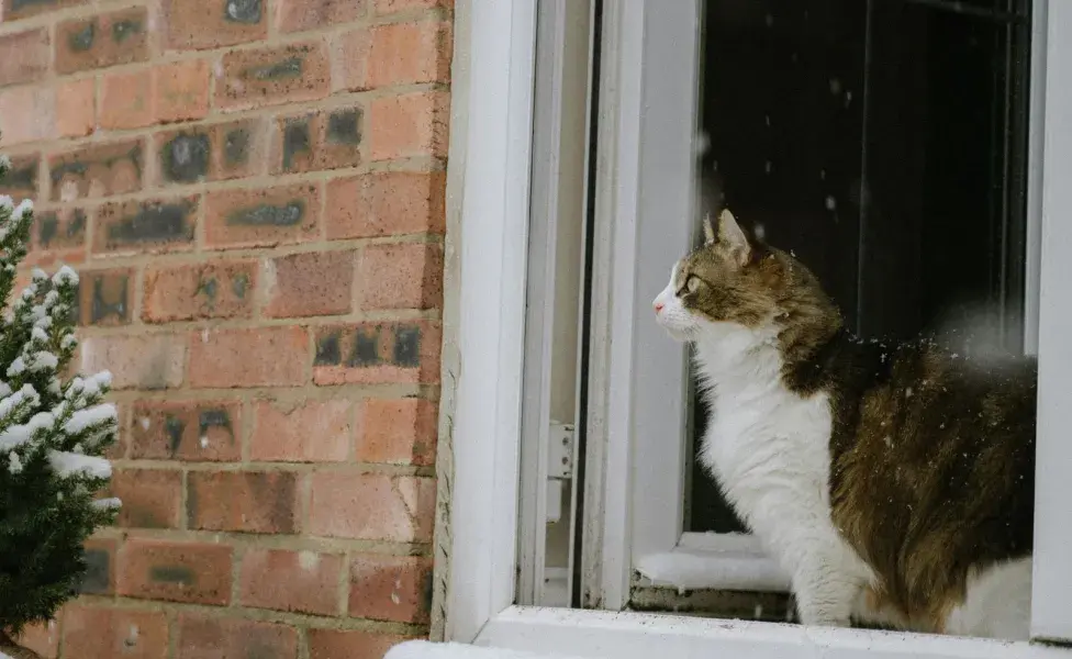 Ten cuidado con el humo de la leña, los pulmones de tu gato son más sensibles.