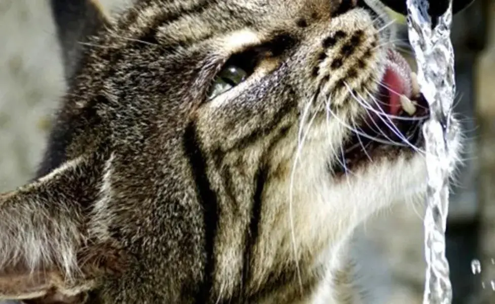 Tener varios puntos de agua distribuidos por la casa puede animar a los gatos a beber más