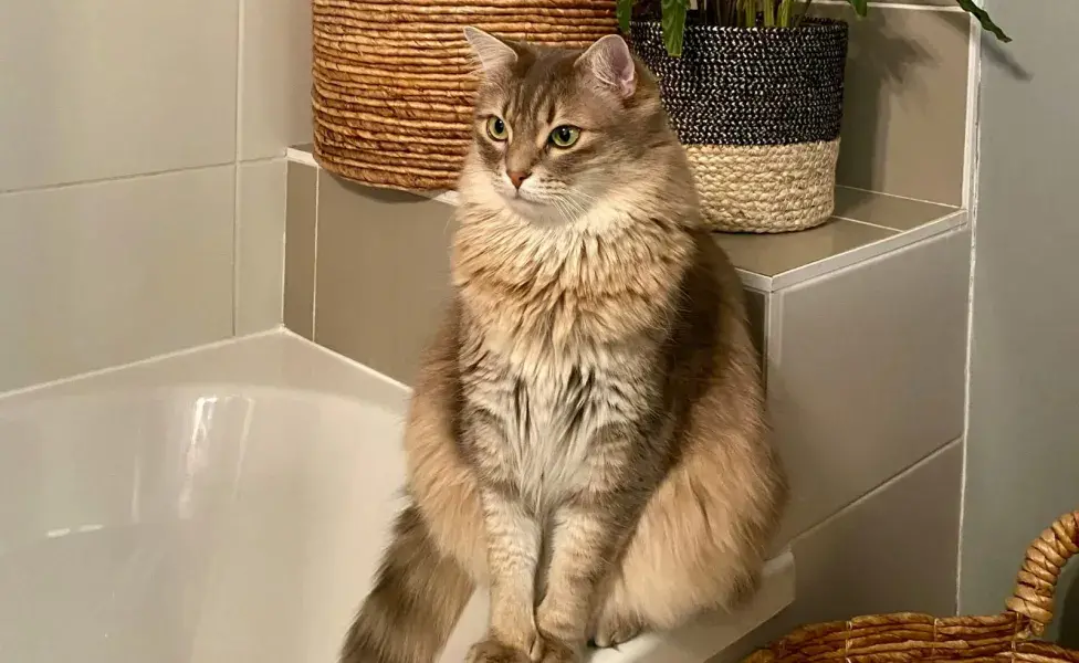 Los gatos pueden no hacer del baño en su arenero por olores o texturas que no le gustan.