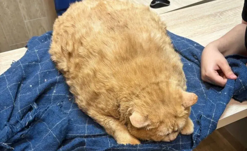 El objetivo es que el gato pierda entre 70 y 150 gramos por semana para alcanzar un peso saludable