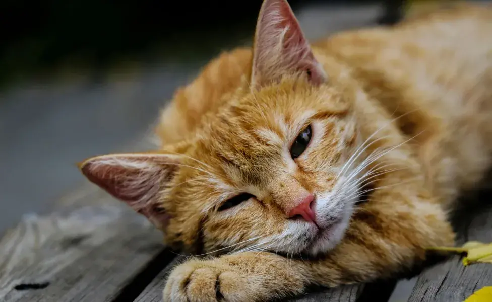 Quitarle los barros a tu gato puede ocasionarle cicatrices permanentes.