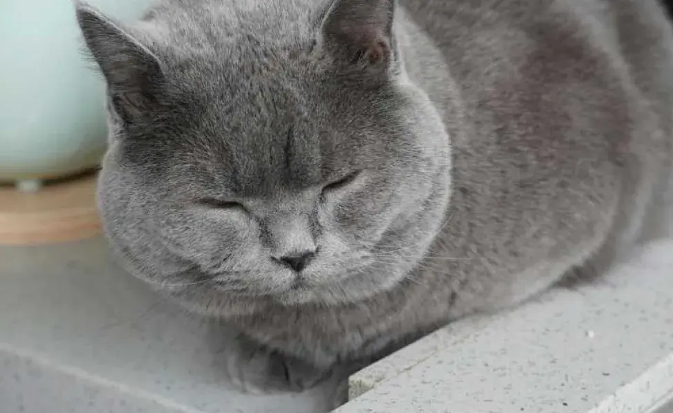 Gato gris durmiendo. Foto: Pexels/jinquan wang