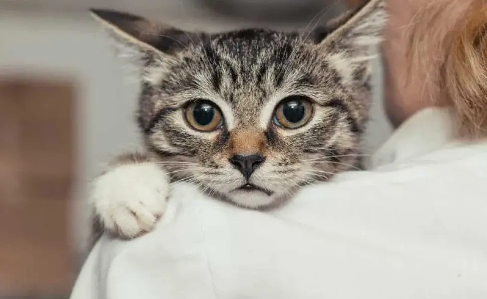 Gato triste con su dueña. Foto Envato/okssi68