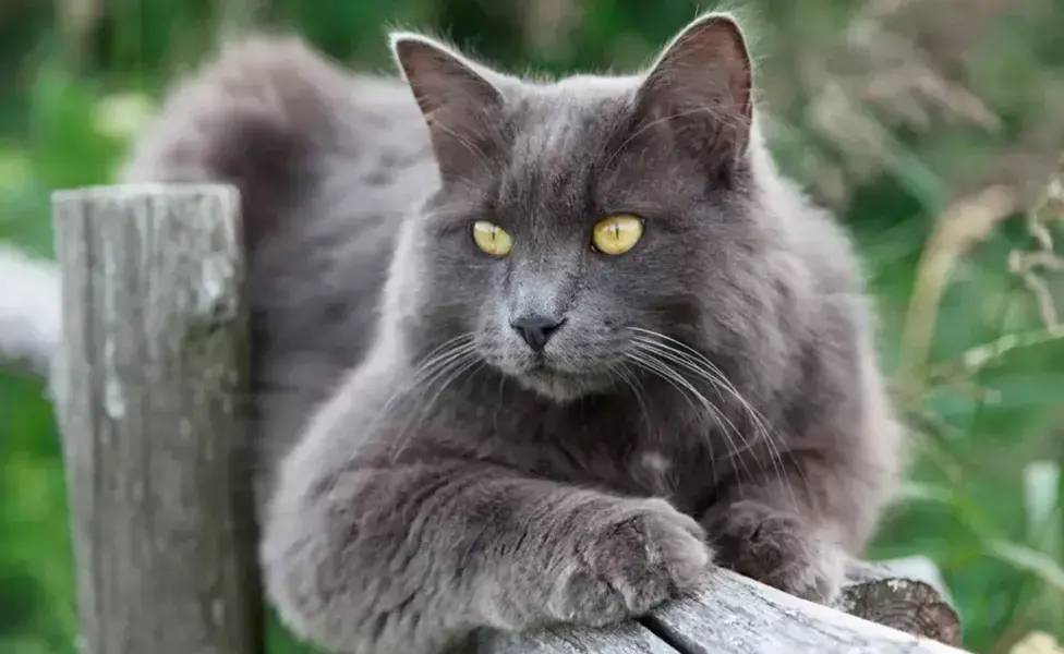 El nebelung es un gato de carácter reservado y sensible.