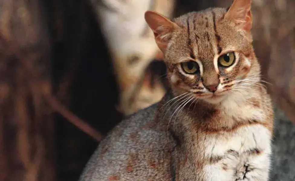 habitat del gato herrumbroso. Foto: Google/Catit