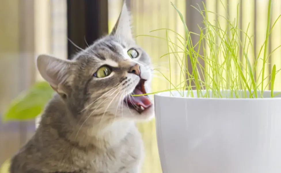 El pasto podría simular este aporte de fibras, satisfaciendo una necesidad natural de los gatos.