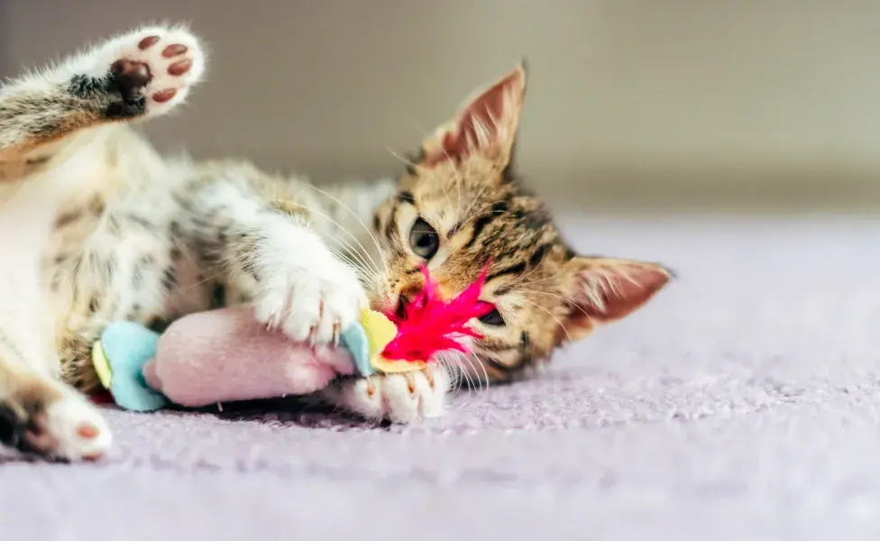 Gato jugando. Foto: Envato/radub85