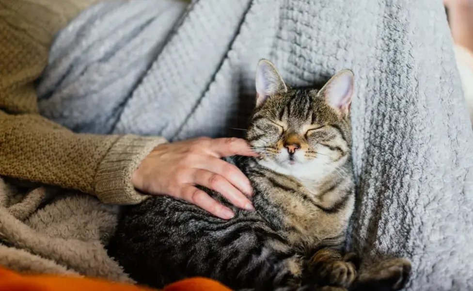 Cuando un dueño está enfermo, las mascotas pueden mostrar varios cambios en su comportamiento