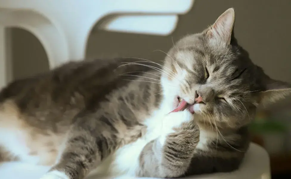 Tu gato puede lamer tu cabello por mera curiosidad.