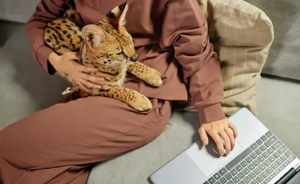 La tenencia de gatos linces como mascotas está regulada en muchos lugares debido a los riesgos que representan. 