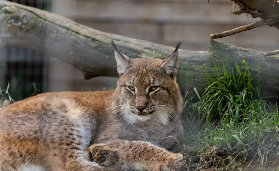 Los linces tienen un fuerte instinto territorial y pueden mostrar agresión