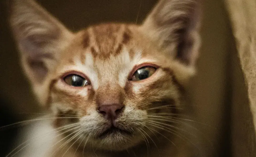 Los gatos, cuando tienen depresión, pueden maullar más o menos.