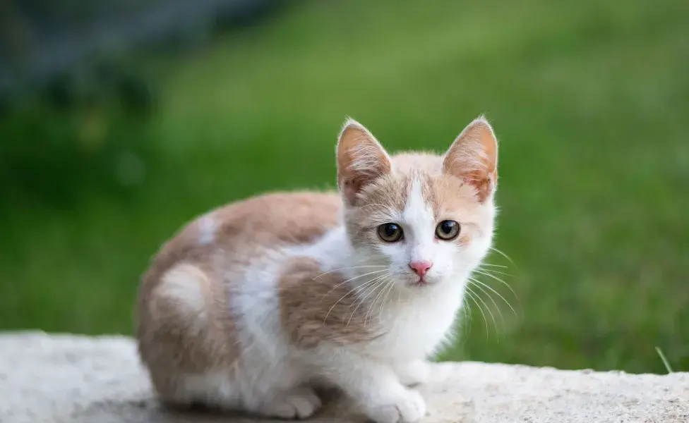 Si decides adoptar un gato sin cola, asegúrate de ofrecerle una dieta balanceada