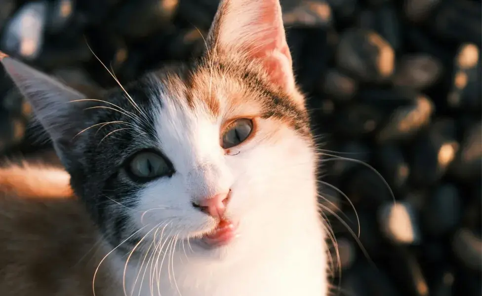 Los gatos te muestran amor con un parpadeo lento y deliberado.